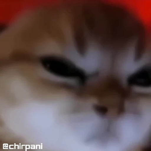 😾 Стикер «Кітті» для Telegram