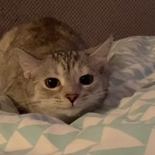 😼 Стикер «Кітті» для Telegram