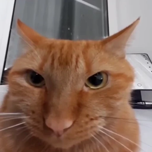 😾 Стикер «Кітті» для Telegram