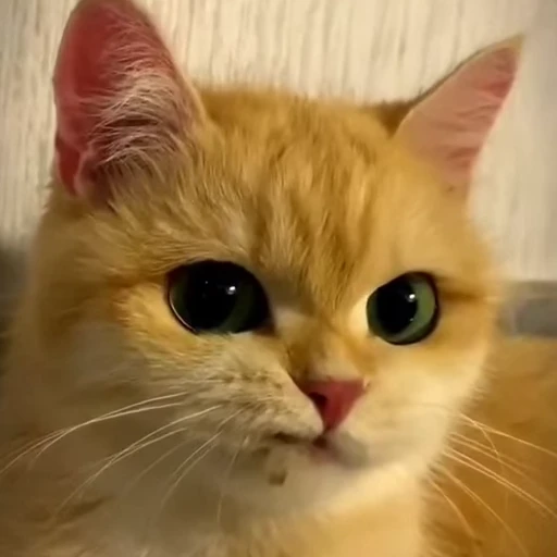 😼 Стикер «Кітті» для Telegram