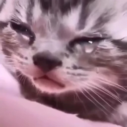 😿 Стикер «Кітті» для Telegram