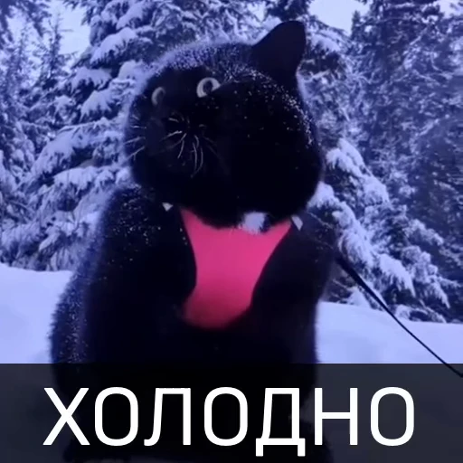 ❄️ Стикер «Котейкин стикерпак» для Telegram