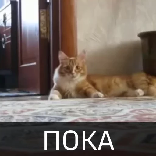 🤚 Стикер «Котейкин стикерпак» для Telegram