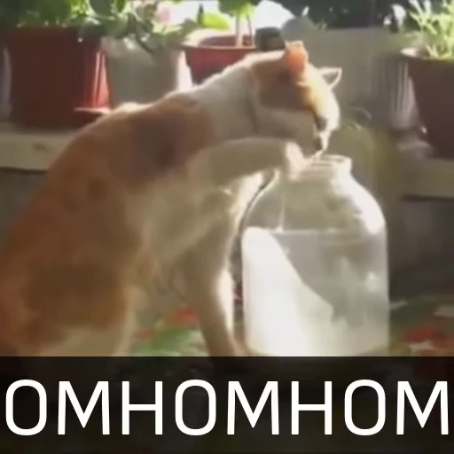 🤤 Стикер «Котейкин стикерпак» для Telegram
