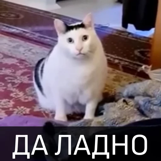 😳 Стикер «Котейкин стикерпак» для Telegram