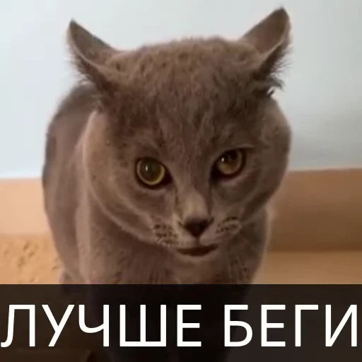 👿 Стикер «Котейкин стикерпак» для Telegram