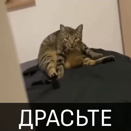 👋 Стикер «Котейкин стикерпак» для Telegram