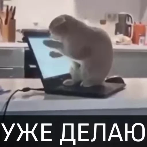 🥴 Стикер «Котейкин стикерпак» для Telegram