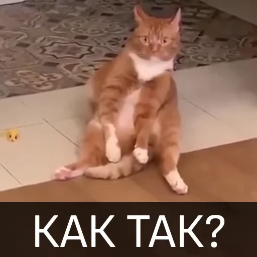 😬 Стикер «Котейкин стикерпак» для Telegram