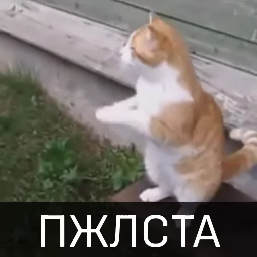 😊 Стикер «Котейкин стикерпак» для Telegram