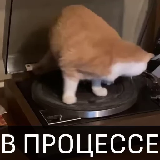 😨 Стикер «Котейкин стикерпак» для Telegram