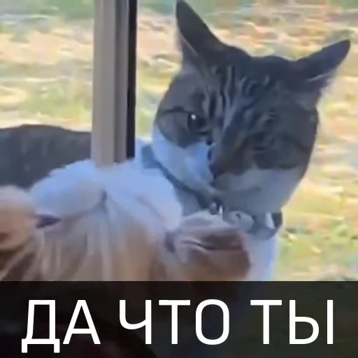 😎 Стикер «Котейкин стикерпак» для Telegram