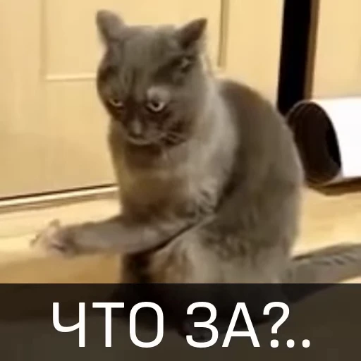 🤪 Стикер «Котейкин стикерпак» для Telegram