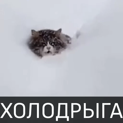 🥶 Стикер «Котейкин стикерпак» для Telegram