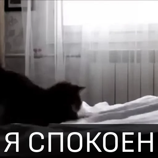 😋 Стикер «Котейкин стикерпак» для Telegram