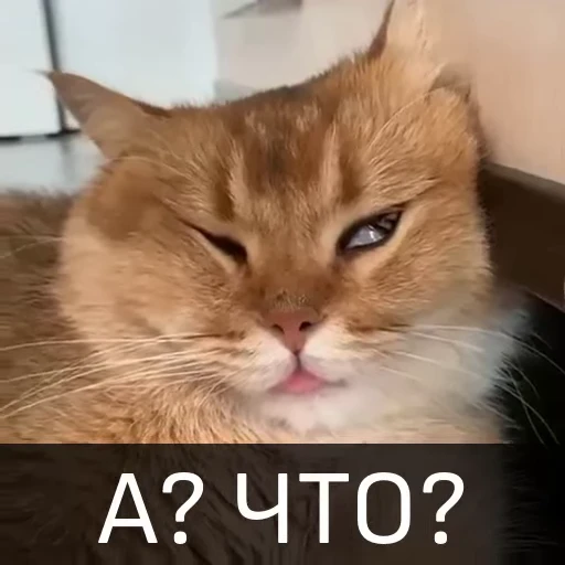 🤓 Стикер «Котейкин стикерпак» для Telegram