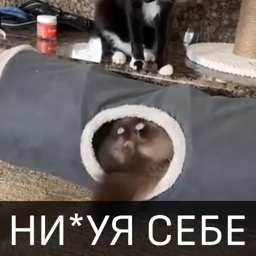 😵‍💫 Стикер «Котейкин стикерпак» для Telegram