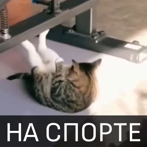 💪 Стикер «Котейкин стикерпак» для Telegram