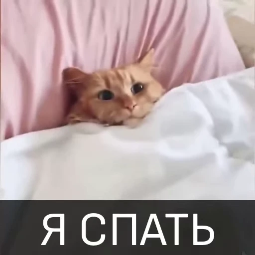 😴 Стикер «Котейкин стикерпак» для Telegram