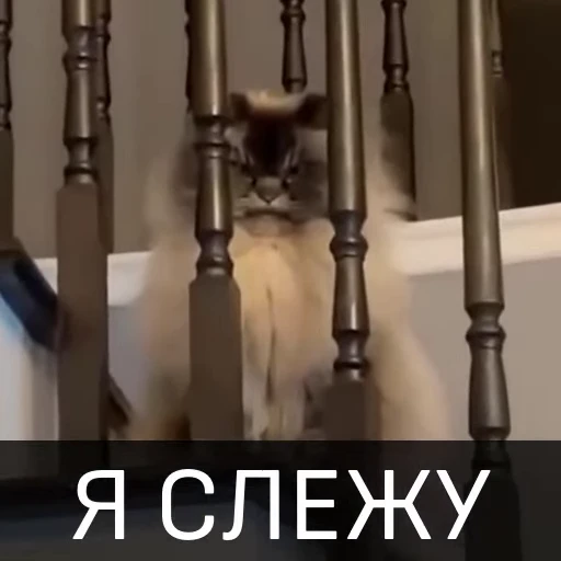 😤 Стикер «Котейкин стикерпак» для Telegram