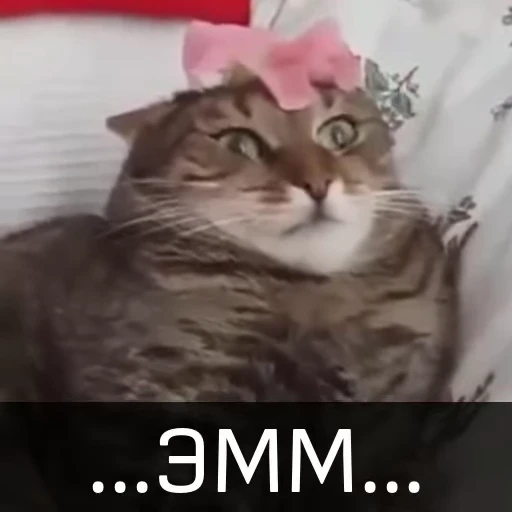 🧐 Стикер «Котейкин стикерпак» для Telegram