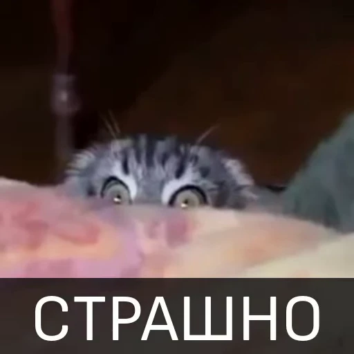 👀 Стикер «Котейкин стикерпак» для Telegram