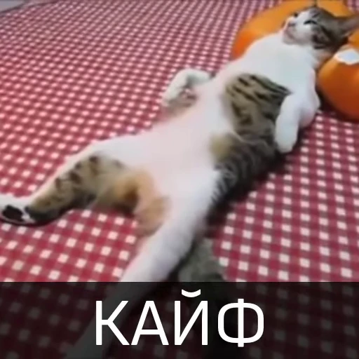 🥰 Стикер «Котейкин стикерпак» для Telegram