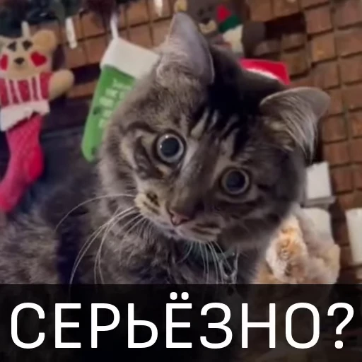 🤔 Стикер «Котейкин стикерпак» для Telegram