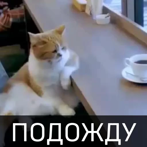 😌 Стикер «Котейкин стикерпак» для Telegram