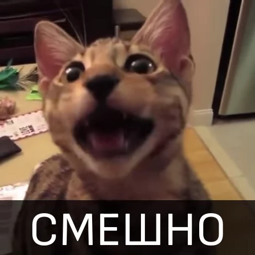 😂 Стикер «Котейкин стикерпак» для Telegram