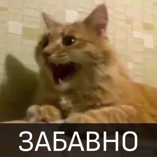😀 Стикер «Котейкин стикерпак» для Telegram