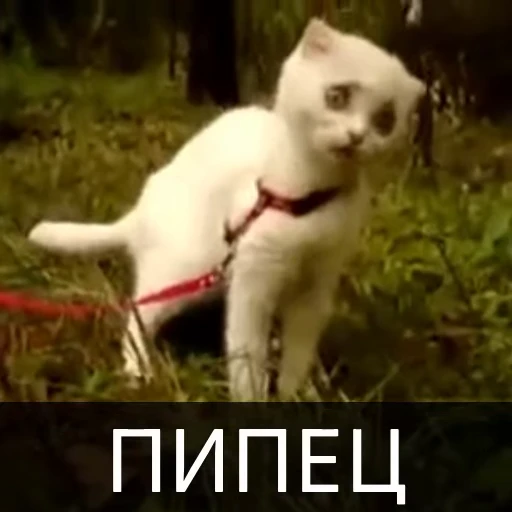 🤯 Стикер «Котейкин стикерпак» для Telegram