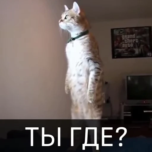 🥺 Стикер «Котейкин стикерпак» для Telegram