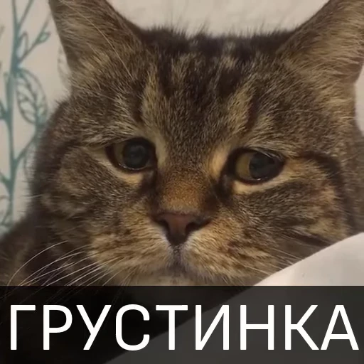 😭 Стикер «Котейкин стикерпак» для Telegram