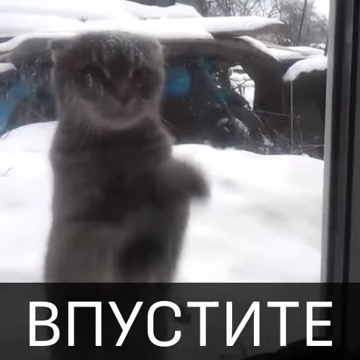 😇 Стикер «Котейкин стикерпак» для Telegram