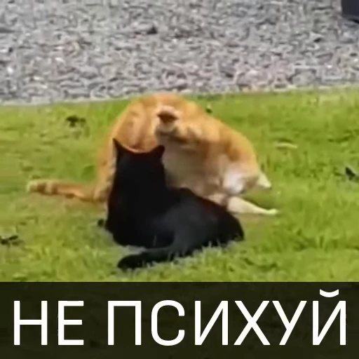 🤫 Стикер «Котейкин стикерпак» для Telegram
