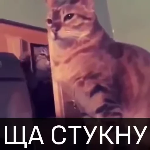 😈 Стикер «Котейкин стикерпак» для Telegram