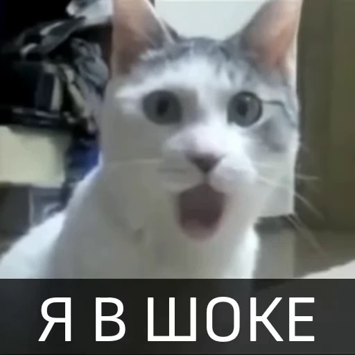 🥵 Стикер «Котейкин стикерпак» для Telegram