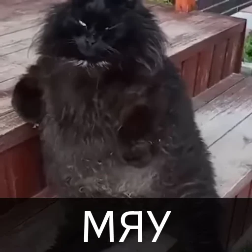 😻 Стикер «Котейкин стикерпак» для Telegram