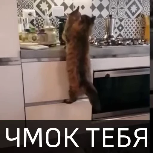 😘 Стикер «Котейкин стикерпак» для Telegram