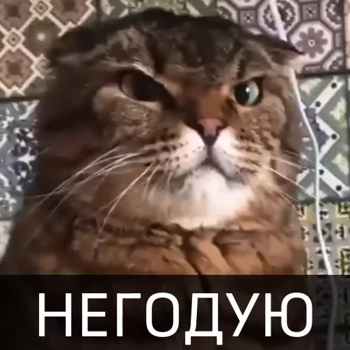 😠 Стикер «Котейкин стикерпак» для Telegram