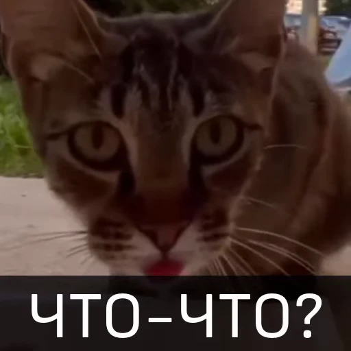 🤨 Стикер «Котейкин стикерпак» для Telegram