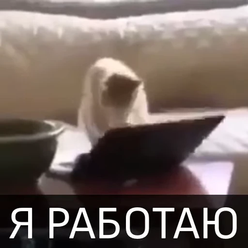 💰 Стикер «Котейкин стикерпак» для Telegram