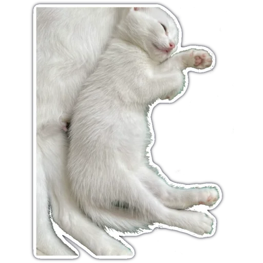 😎 Стикер «kitty cute» для Telegram
