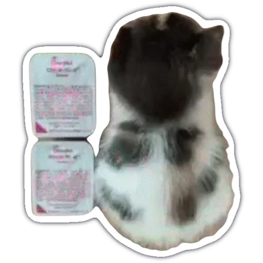 💩 Стикер «kitty cute» для Telegram
