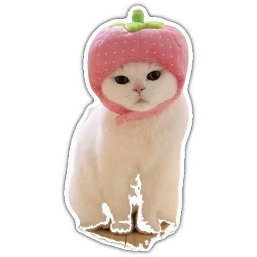 😍 Стикер «kitty cute» для Telegram