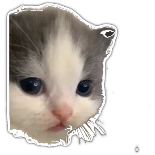 😭 Стикер «kitty cute» для Telegram