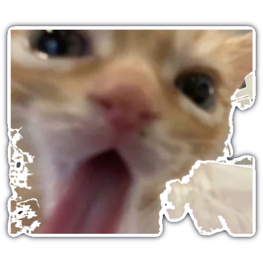 🤣 Стикер «kitty cute» для Telegram