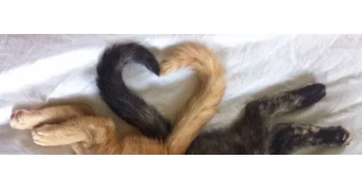 🐱 Стикер «kittens» для Telegram