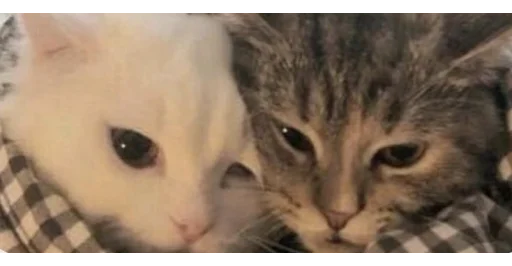 🐱 Стикер «kittens» для Telegram